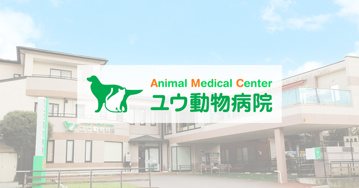 スタッフブログ ユウ動物病院 静岡県御殿場市の動物病院